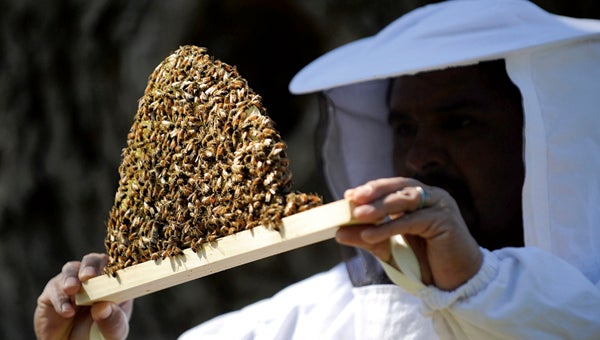 ASHLEY VANSANT | DAILY NEWS THRIVING HIVE: Beekeeper Tom Garcia displays the work of his honeybees. Garcia is hosting a free Introduction to Beekeeping course beginning in March.
