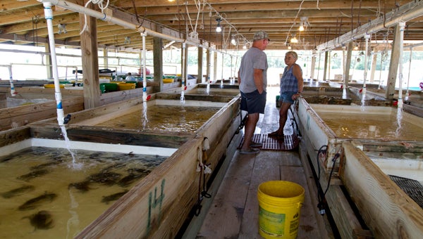 FILE PHOTO | DAILY NEWS Debbie Wilkins, owner of the Crab Ranch and Debra’s Soft Crabs, Inc., is known from Florida to New Jersey as the “queen of the soft crabs.” Wilkins, pictured here in conversation with a local crabber, oversees the soft crab nursery 24 hours a day, seven days a week.  
