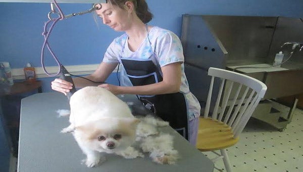 Robyn Garrett at Pampered Paws Pet Grooming Location at 208 Main Street in downtown Columbia.