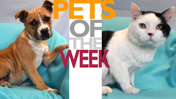 PETS OF THE WEEK_WEB