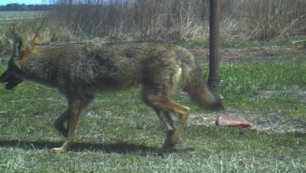 CONTRIBUTED A hidden trail camera captured this image of a canine as it hunts food on private land in Tyrell County, N.C. Is it a coyote, a red wolf or a domestic dog? Should it be protected under the Endangered Species Act?