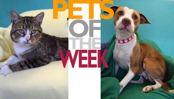 PETS OF THE WEEK_WEB