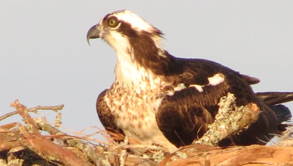 BOB DAW OSPREYS RETURN: We have seven families of ospreys on Blounts Creek, and we have three families of eagles. In the last week we have seen our ospreys return. I took this picture of an osprey in a large nest at the mouth of Blounts Creek.  