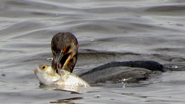 BETH HARDEN HUNGRY FOR DINNER: A hungry cormorant bird catches and eats a good size jumping mullet fish. The creek has more than a normal population of cormorants this year. “To me, they really have no purpose other than they are God made and for that they get my respect,” said Bob Daw, who’s sister-in-law Beth Harden captured the photos. “Not really a pretty bird. Not really graceful flyers and are actually clumsy in the air. Not popular with osprey, eagles or fishermen because thay are excellent at catching all types of fish. (It is a) pictorial view of God's nature of events on Blounts Creek.” 