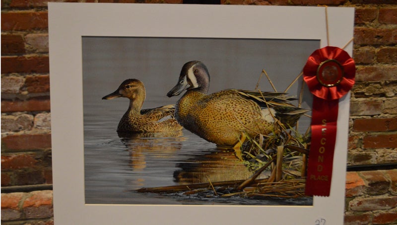 Duck Stamp Winners Unveiled On Display At Wildlife Arts Festival